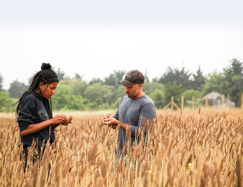 Two people in a wheat field assessing the crop.